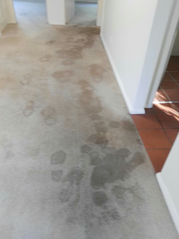 office cleaning Artarmon